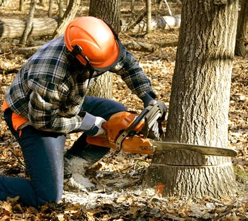 Tree Removal in Proctor, OK